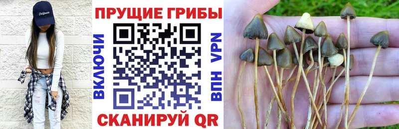 Галлюциногенные грибы GOLDEN TEACHER  Купить закладки  Бирюч 